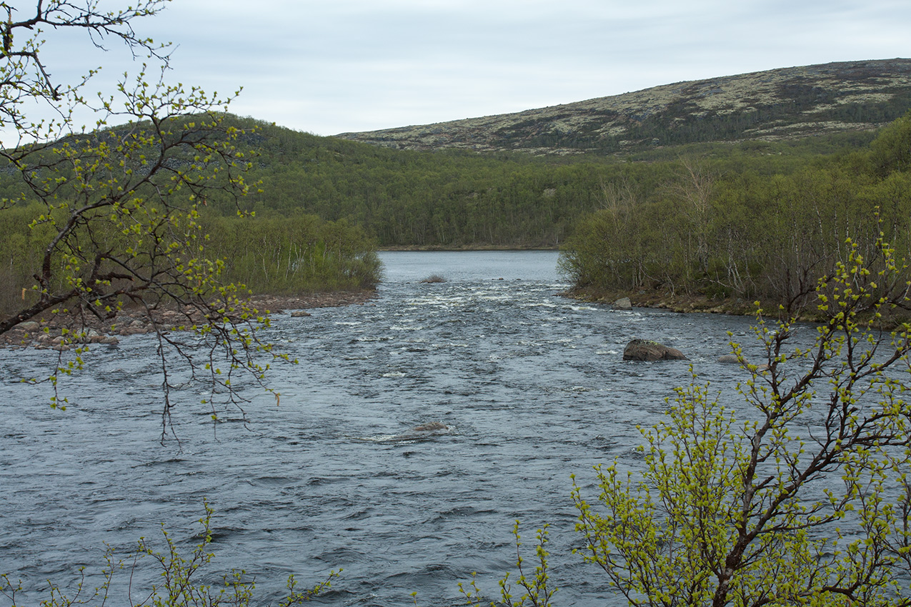 У падунов на Западной Лице, image of landscape/habitat.