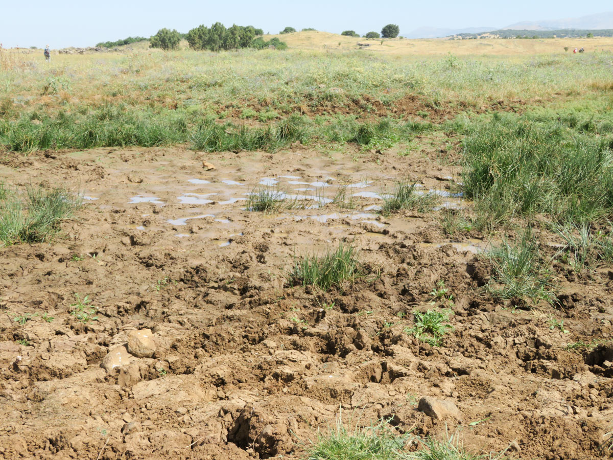 Голанские высоты, image of landscape/habitat.