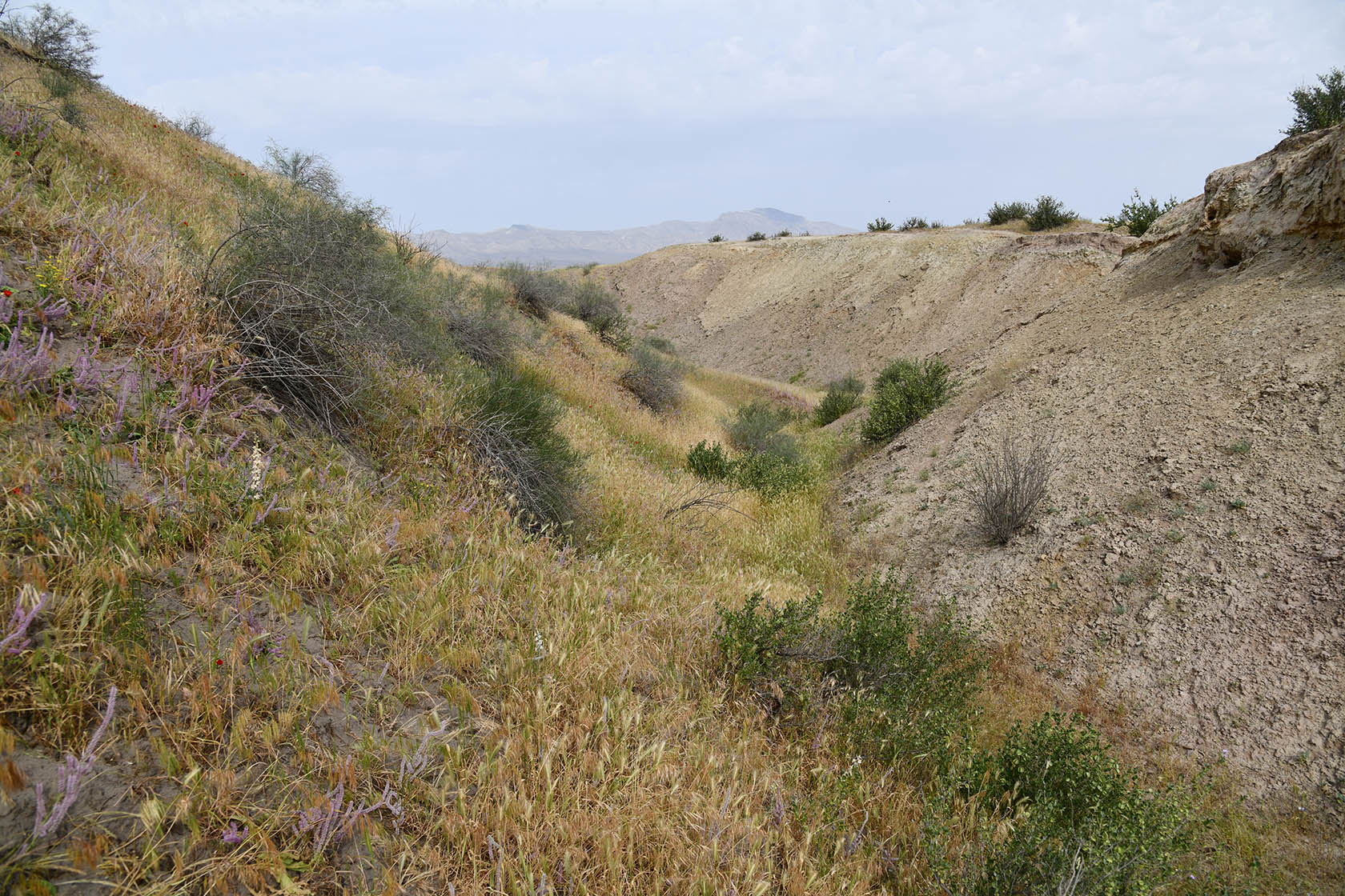 "Королевская дача", image of landscape/habitat.
