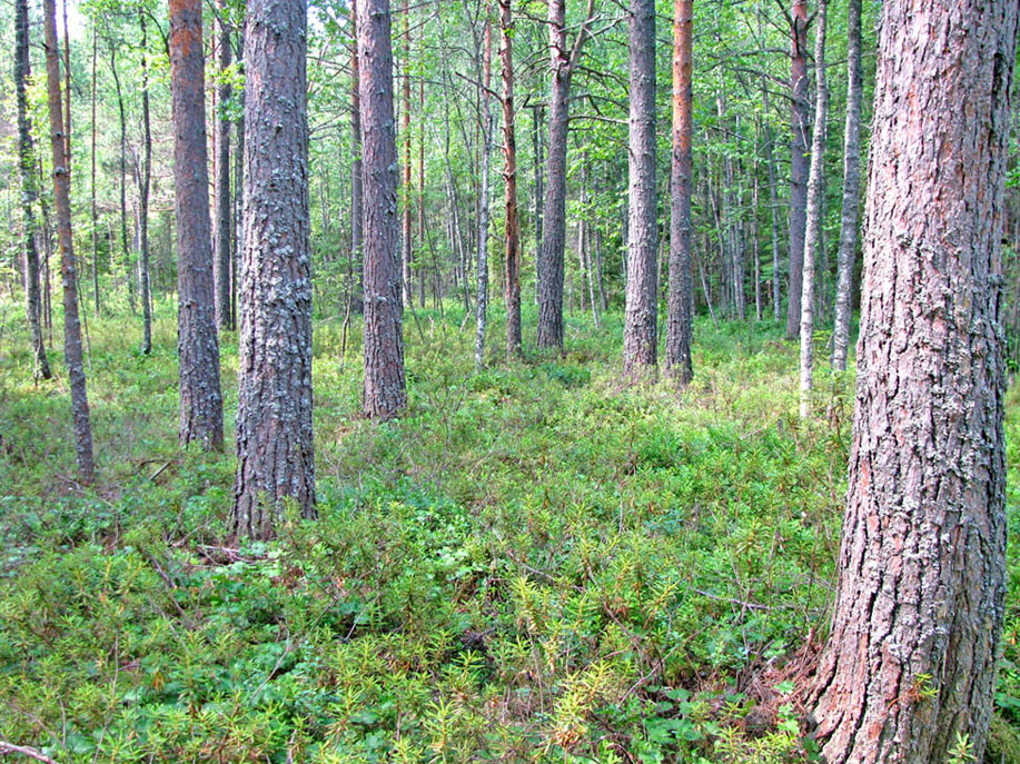 Борок и окрестности, image of landscape/habitat.