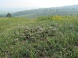 Жердовка, image of landscape/habitat.