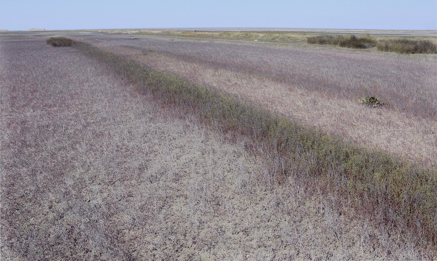 Окрестности озера Сасык, image of landscape/habitat.