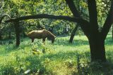 Цаульский парк, image of landscape/habitat.