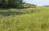 Чкаловский, image of landscape/habitat.