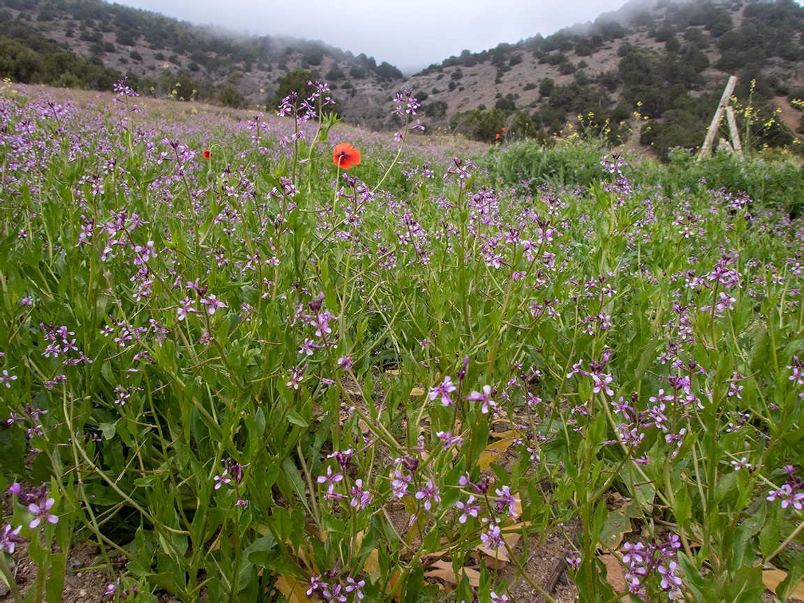 Гора Лысая (Голая), изображение ландшафта.