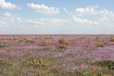 Задарьинская степь, image of landscape/habitat.