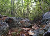 Окрестности Северного, image of landscape/habitat.