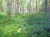 Image of landscape