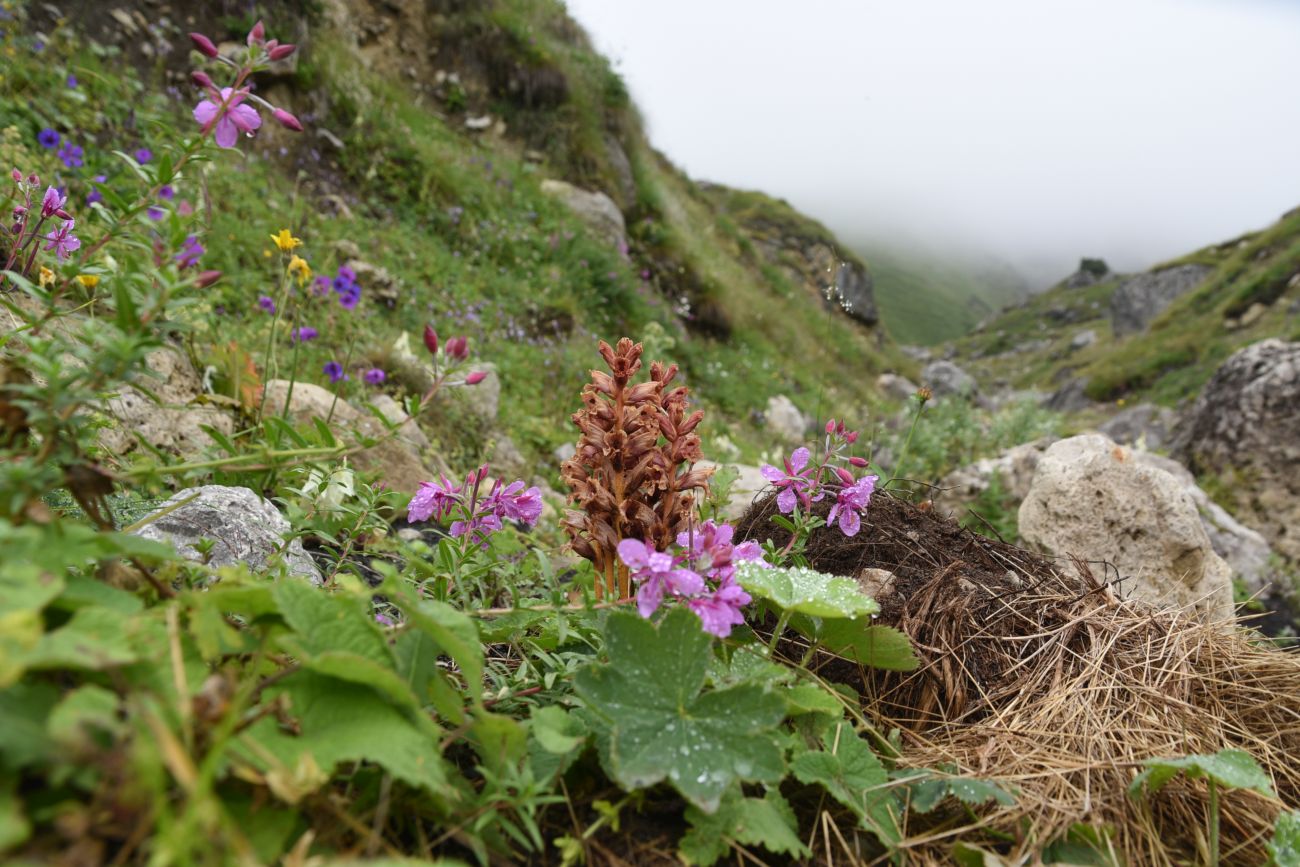 Альплагерь "Кязи" и окрестности, image of landscape/habitat.