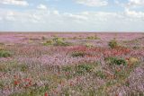 Задарьинская степь, image of landscape/habitat.