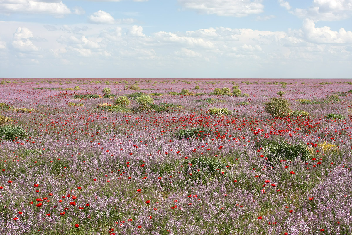 Задарьинская степь, image of landscape/habitat.