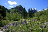 Архыз. Долина реки Псыш, image of landscape/habitat.