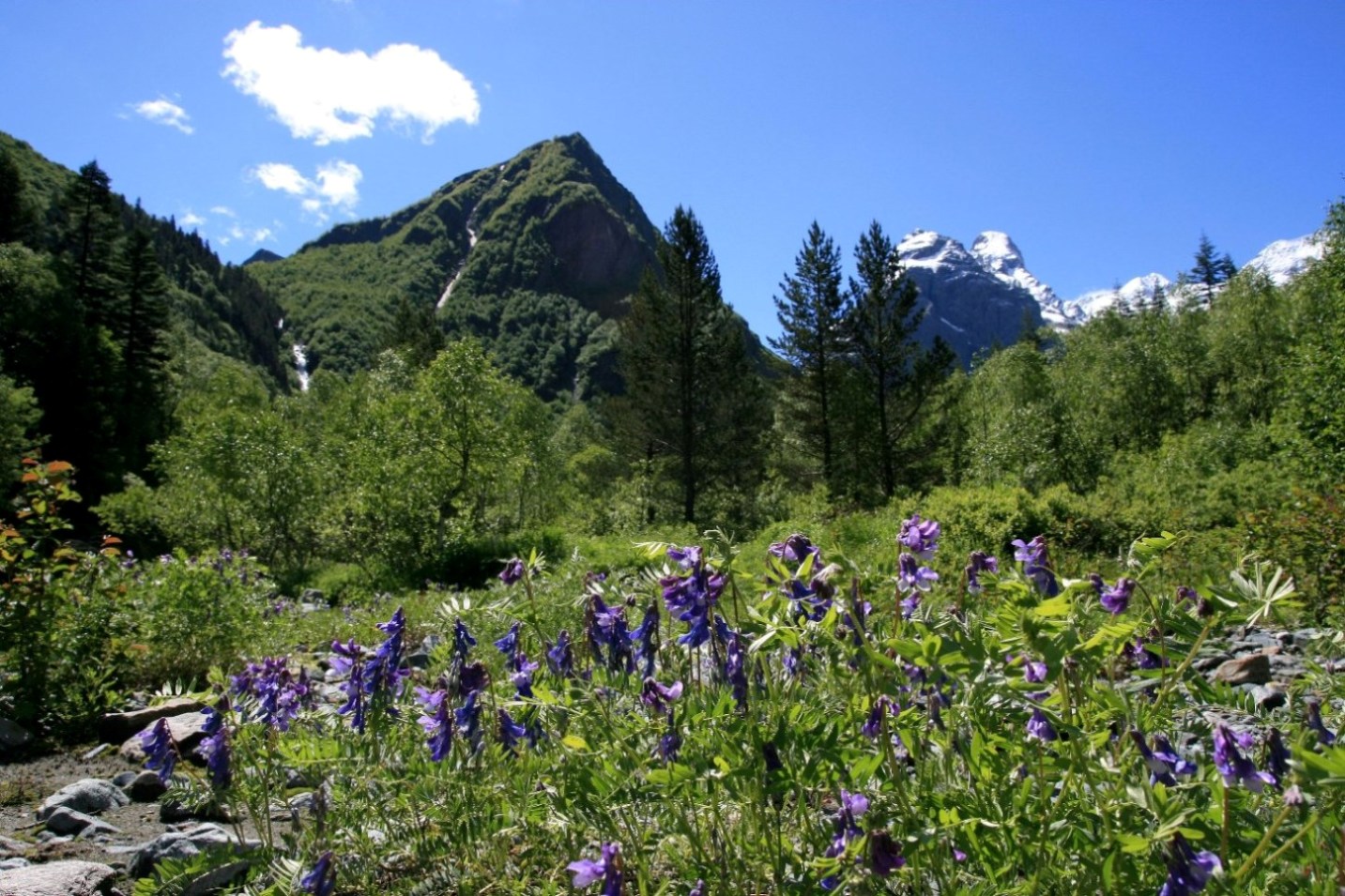 Архыз. Долина реки Псыш, image of landscape/habitat.