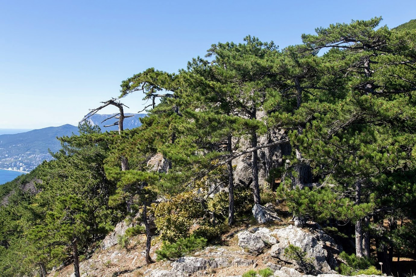 Ай-Илья-Сырым, image of landscape/habitat.