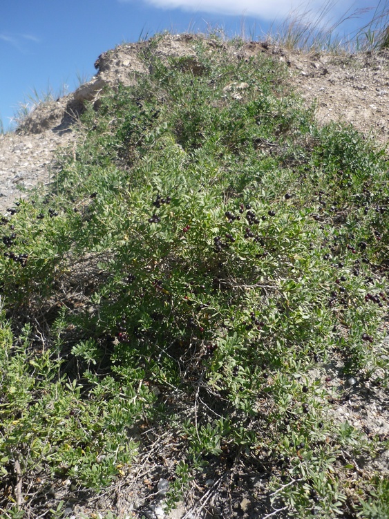 Озеро Ножий, image of landscape/habitat.