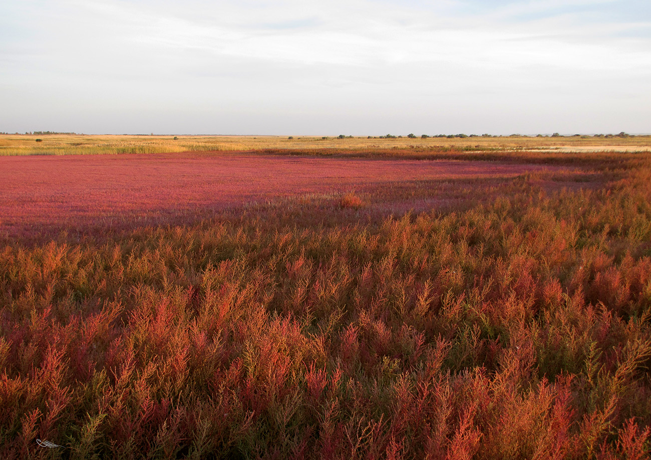 Котловина озера Кучукское, image of landscape/habitat.