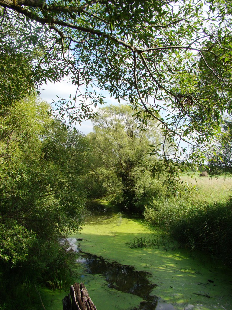 Владыкино, image of landscape/habitat.