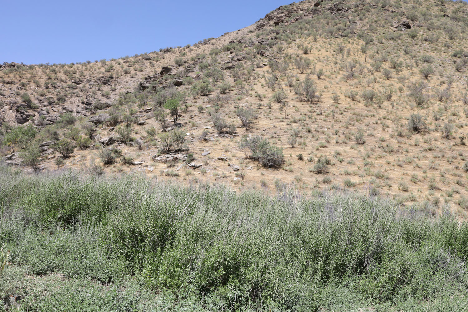 Окрестности кишлака Симбулак, image of landscape/habitat.