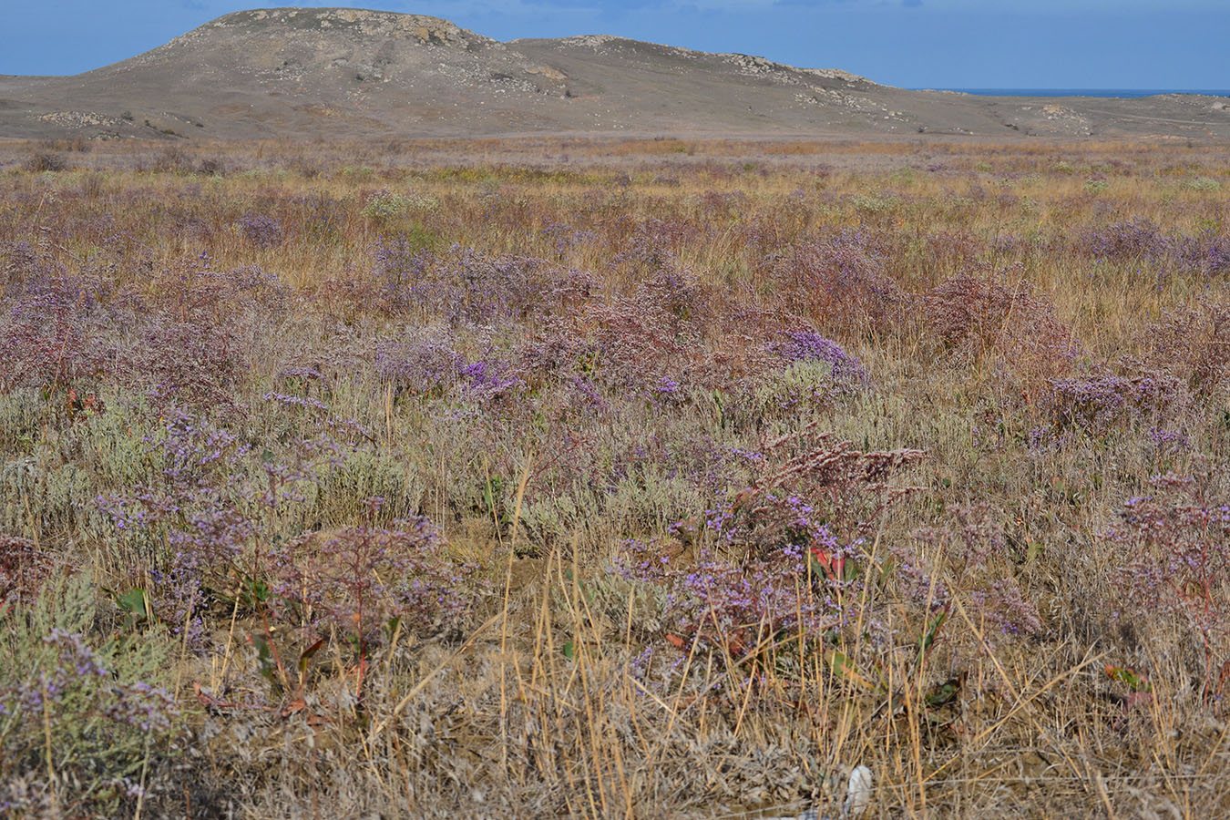 Караларская степь, image of landscape/habitat.