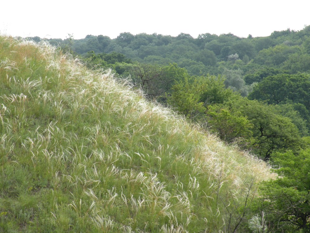 Балка Диброва, image of landscape/habitat.