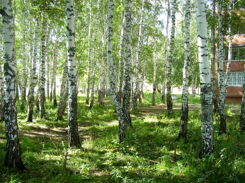Берёзовый колок, image of landscape/habitat.