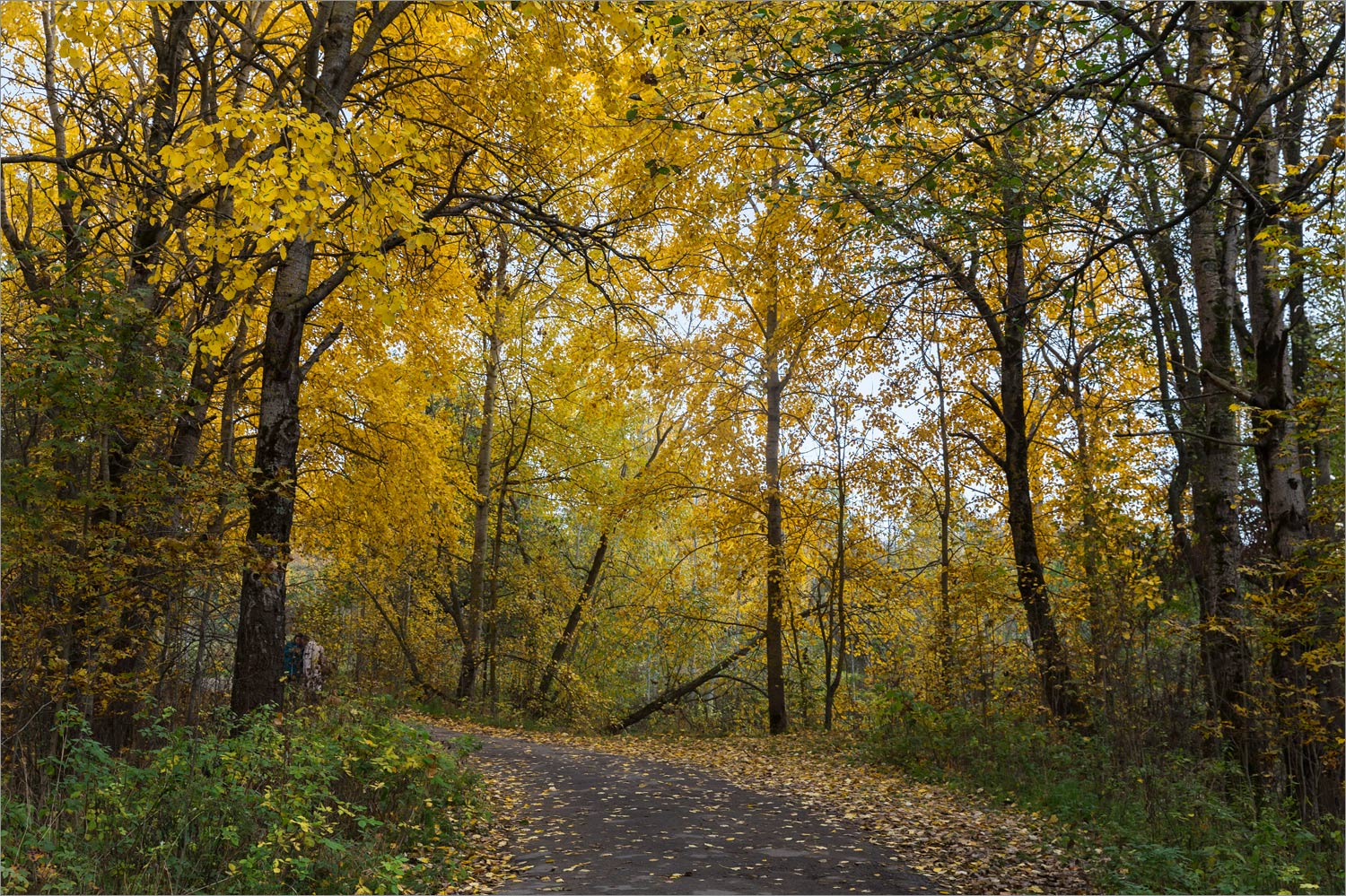 Западный Котлин, image of landscape/habitat.