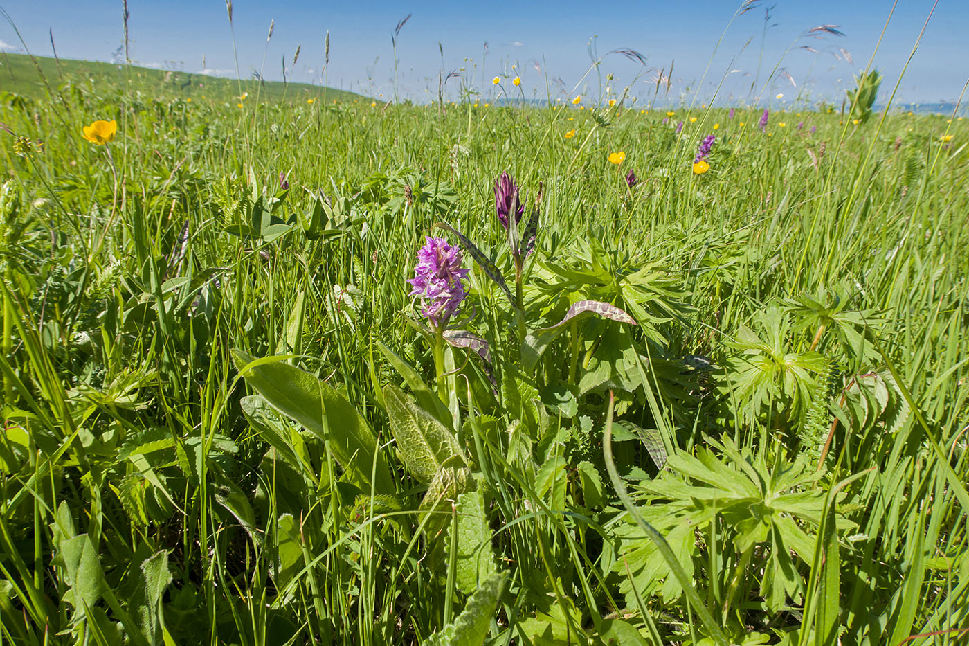 Джангур, image of landscape/habitat.