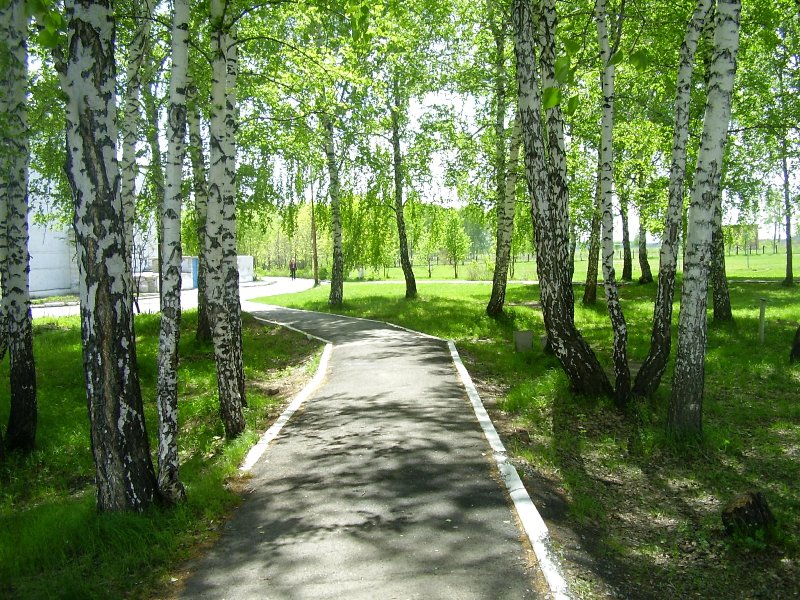 Берёзовый колок, image of landscape/habitat.