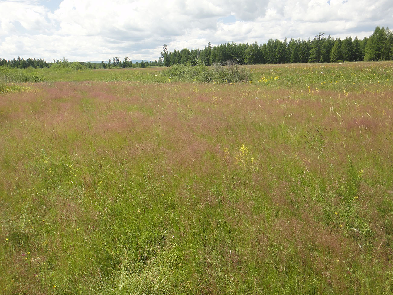 Окрестности Северного, image of landscape/habitat.