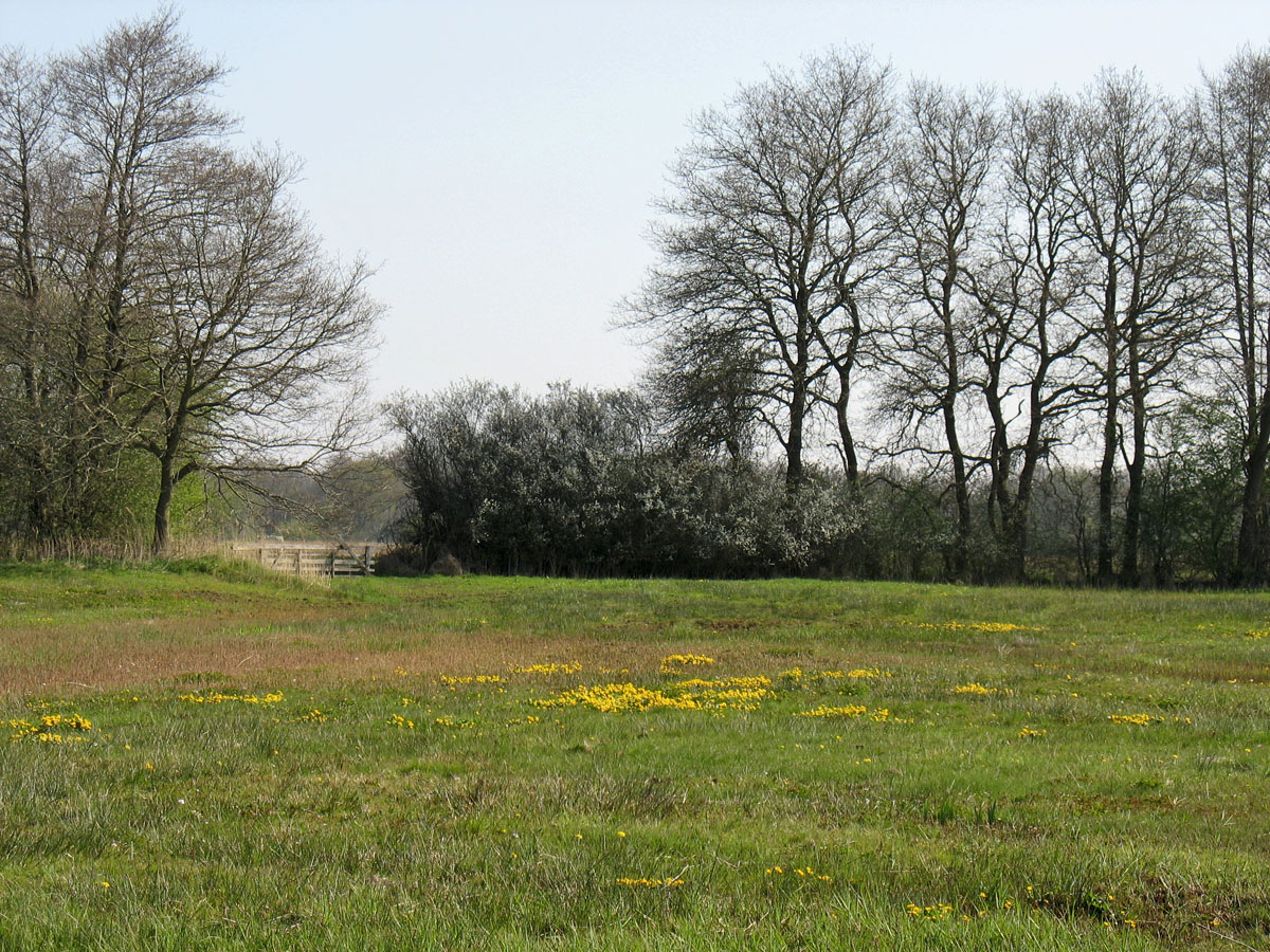 Национальный парк Drentsche Aa, image of landscape/habitat.