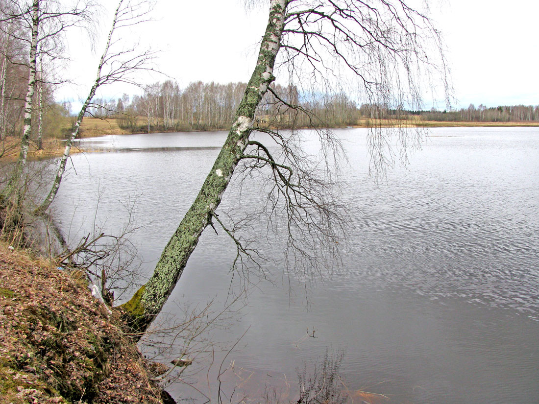 Борок и окрестности, image of landscape/habitat.