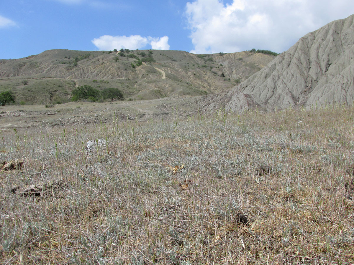 Лисья бухта, image of landscape/habitat.