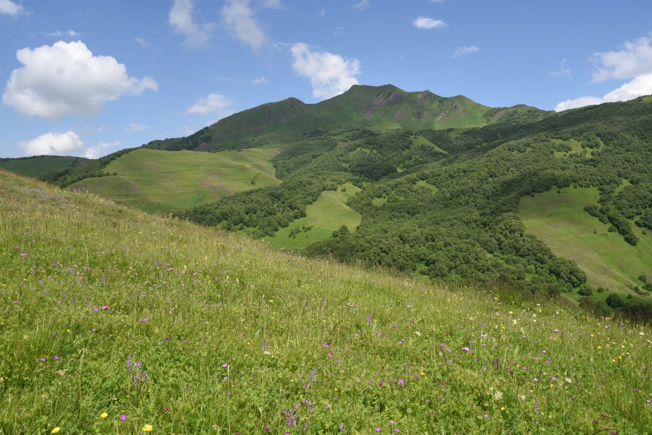 Сигнальная гора, image of landscape/habitat.