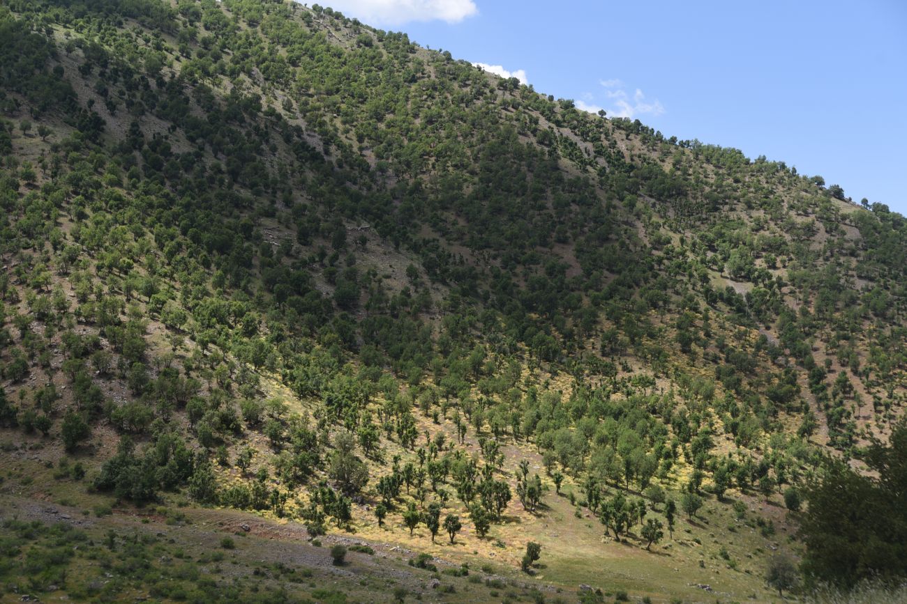 Ортакёй, image of landscape/habitat.