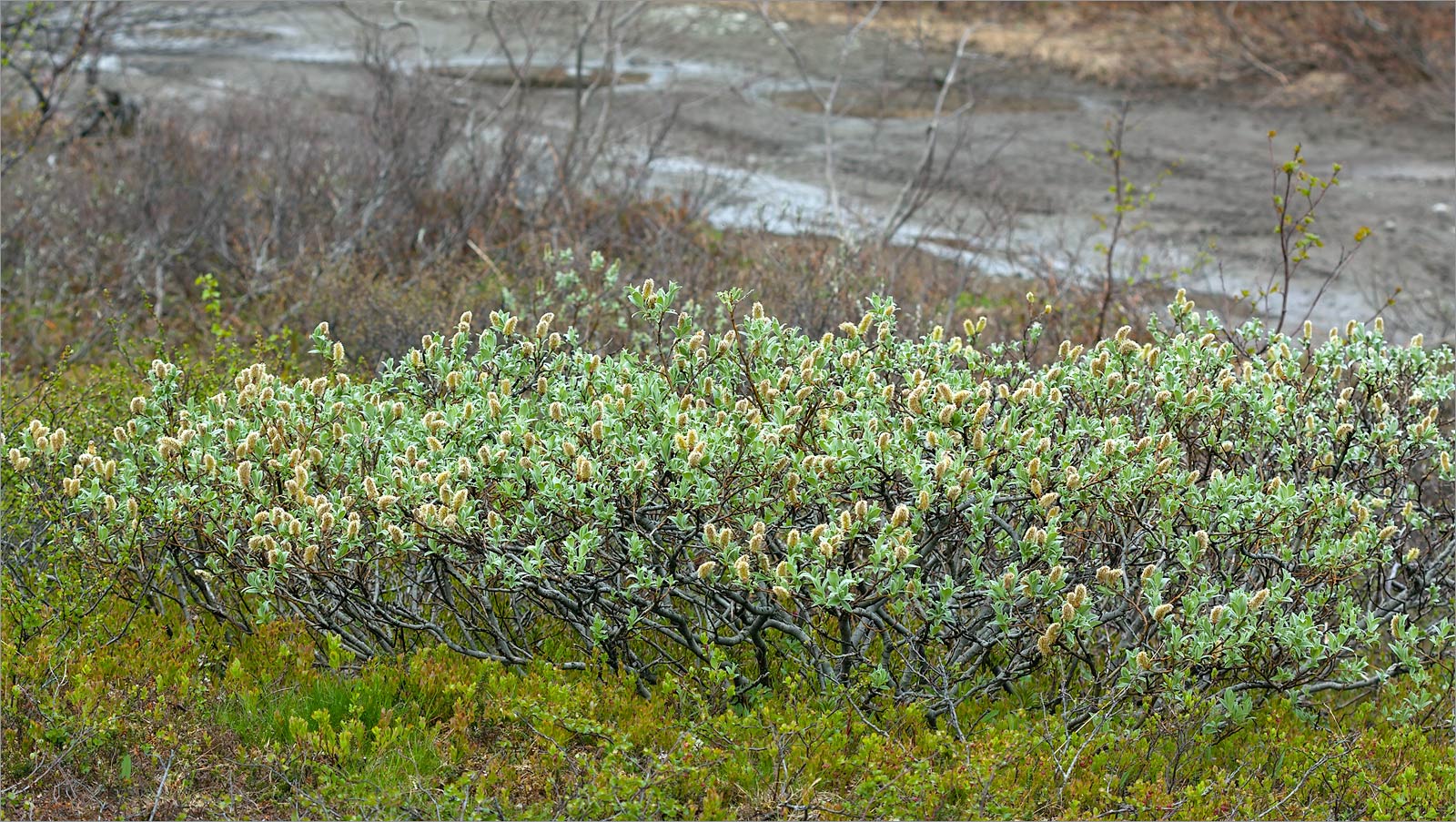 Кукисвумчорр, image of landscape/habitat.