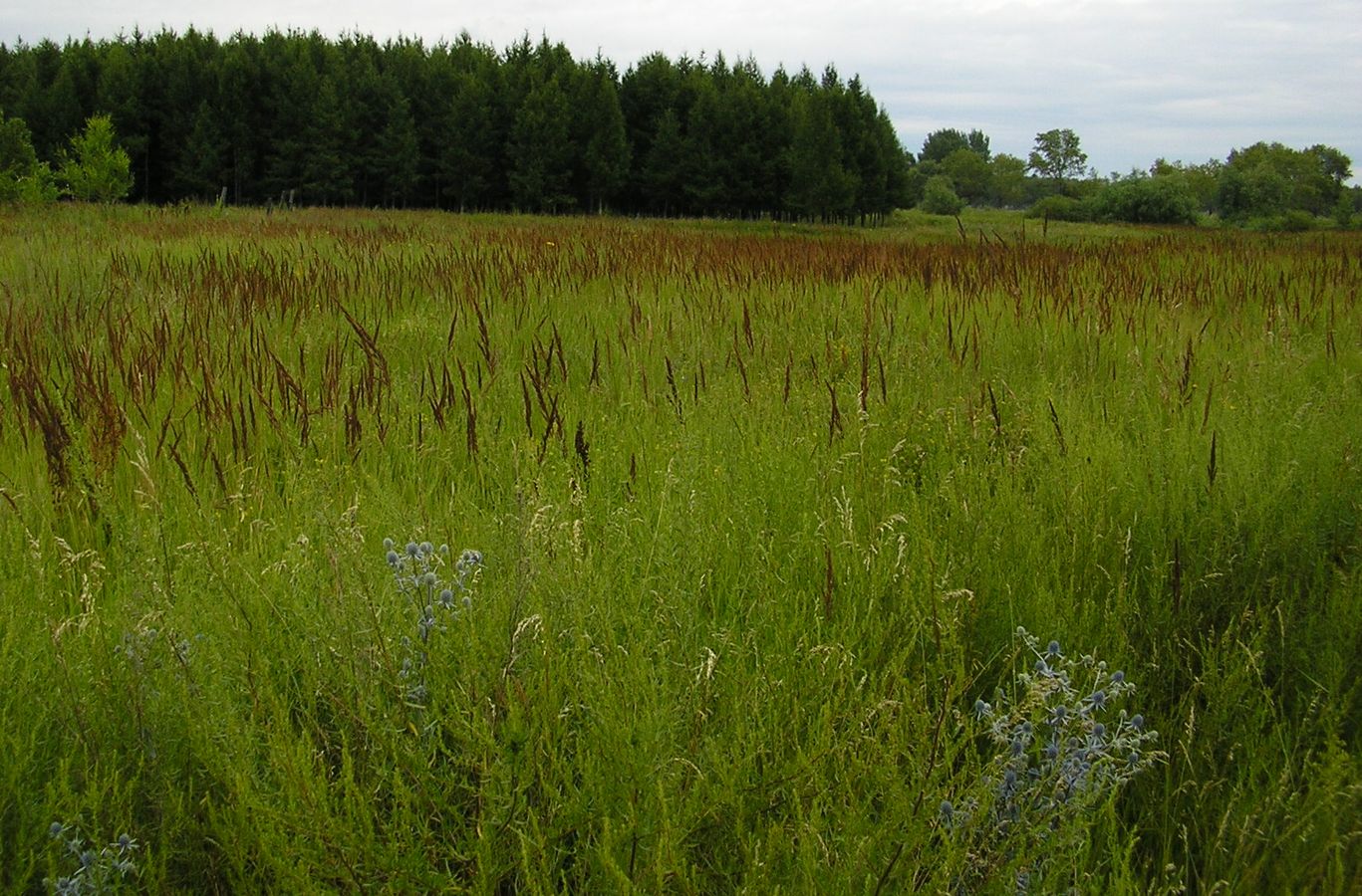 Окрестности Кургана, image of landscape/habitat.