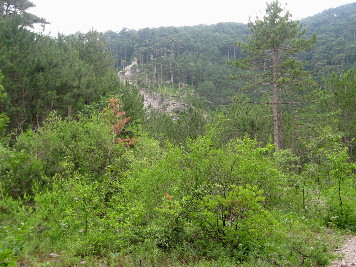 Ущелье Уч-Кош, image of landscape/habitat.