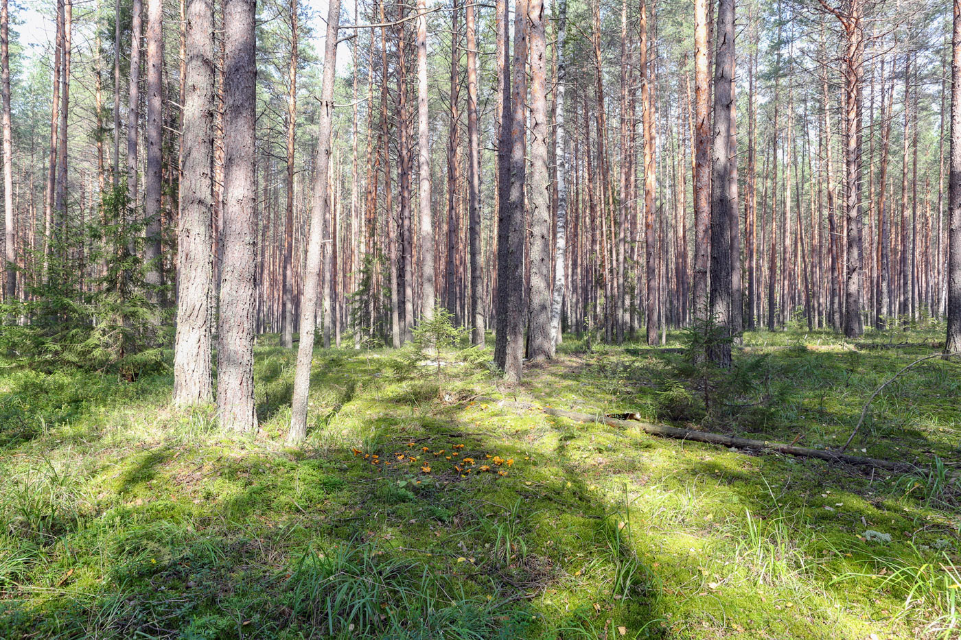 Кунчурихинский бор, image of landscape/habitat.