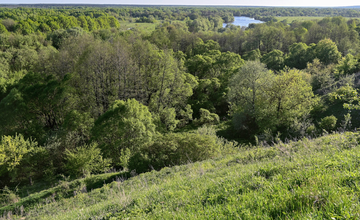 Брянск, image of landscape/habitat.