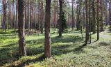 Изображение ландшафта