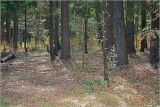 Image of landscape