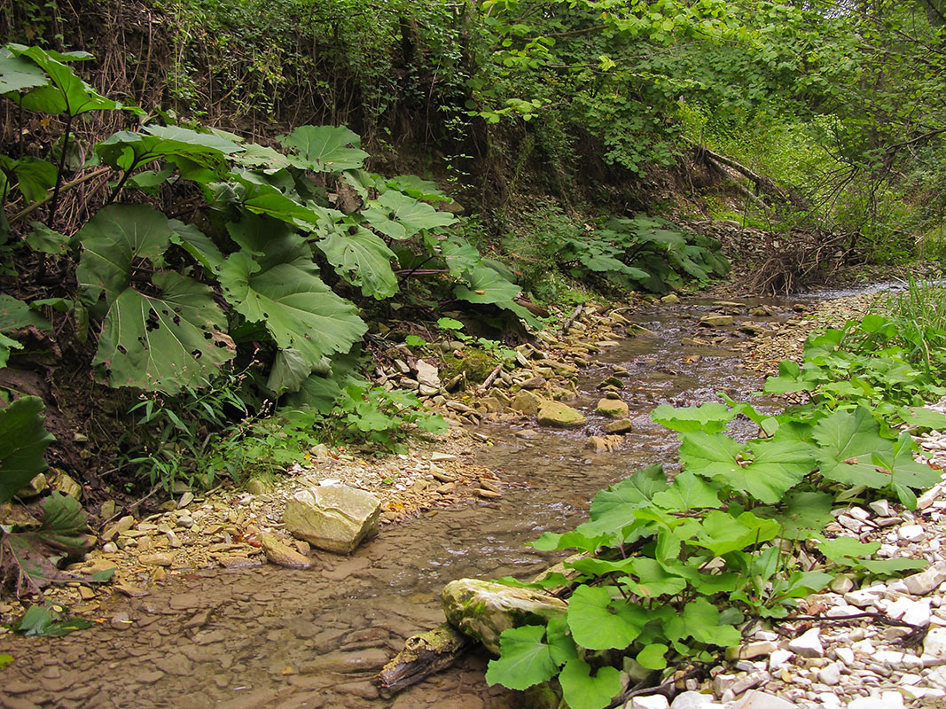 Богого, image of landscape/habitat.