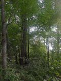 Image of landscape