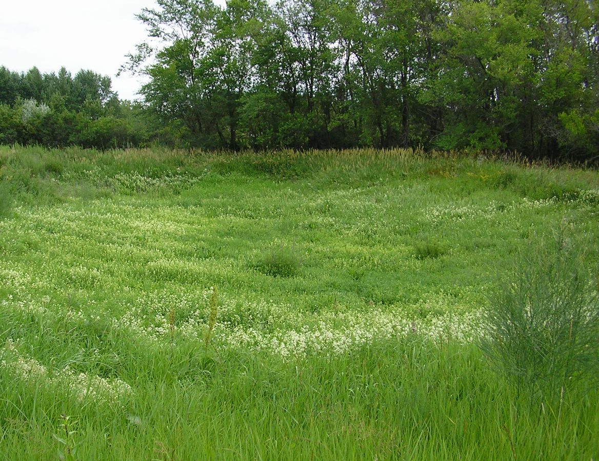 Окрестности Кургана, image of landscape/habitat.