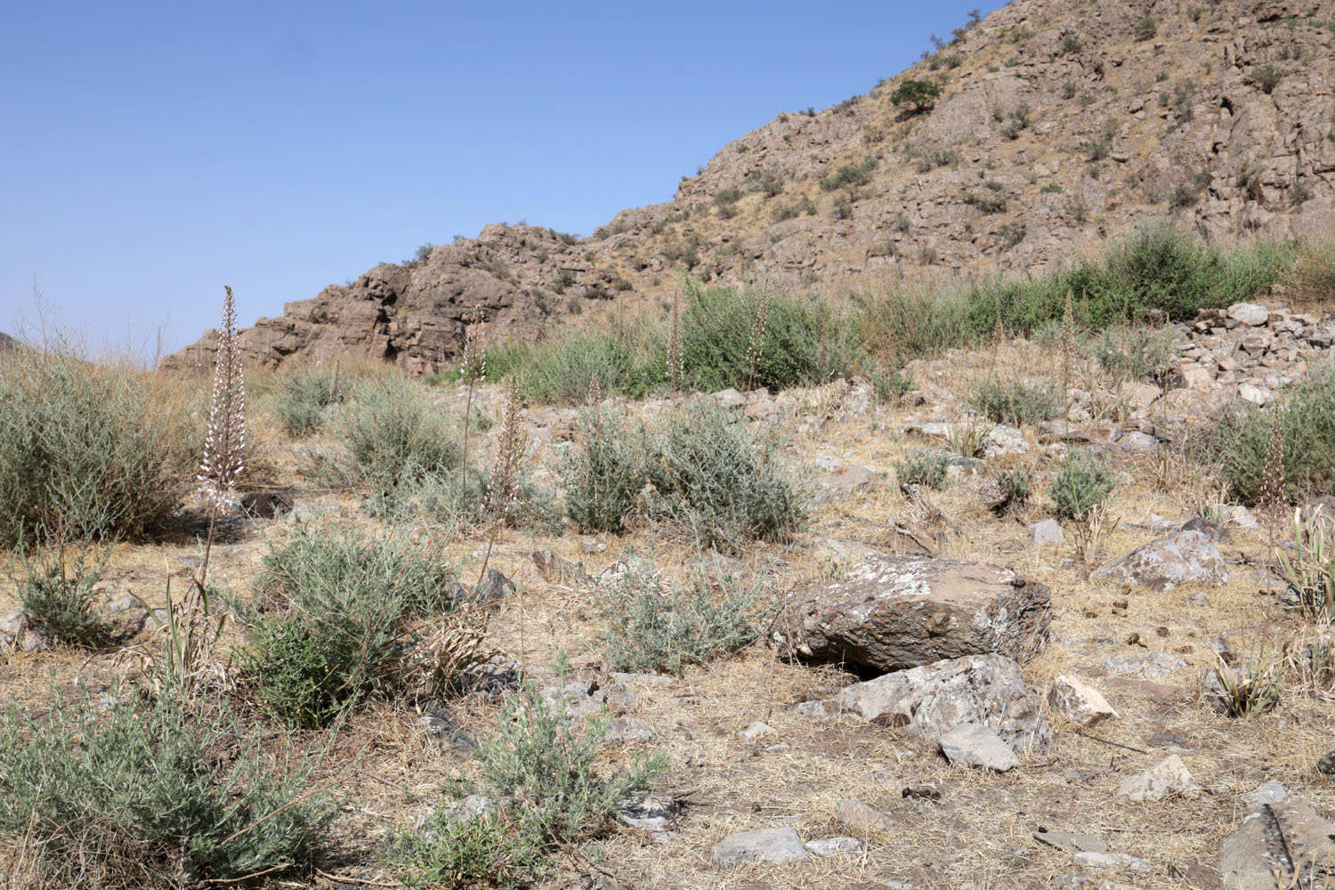 Окрестности кишлака Симбулак, image of landscape/habitat.