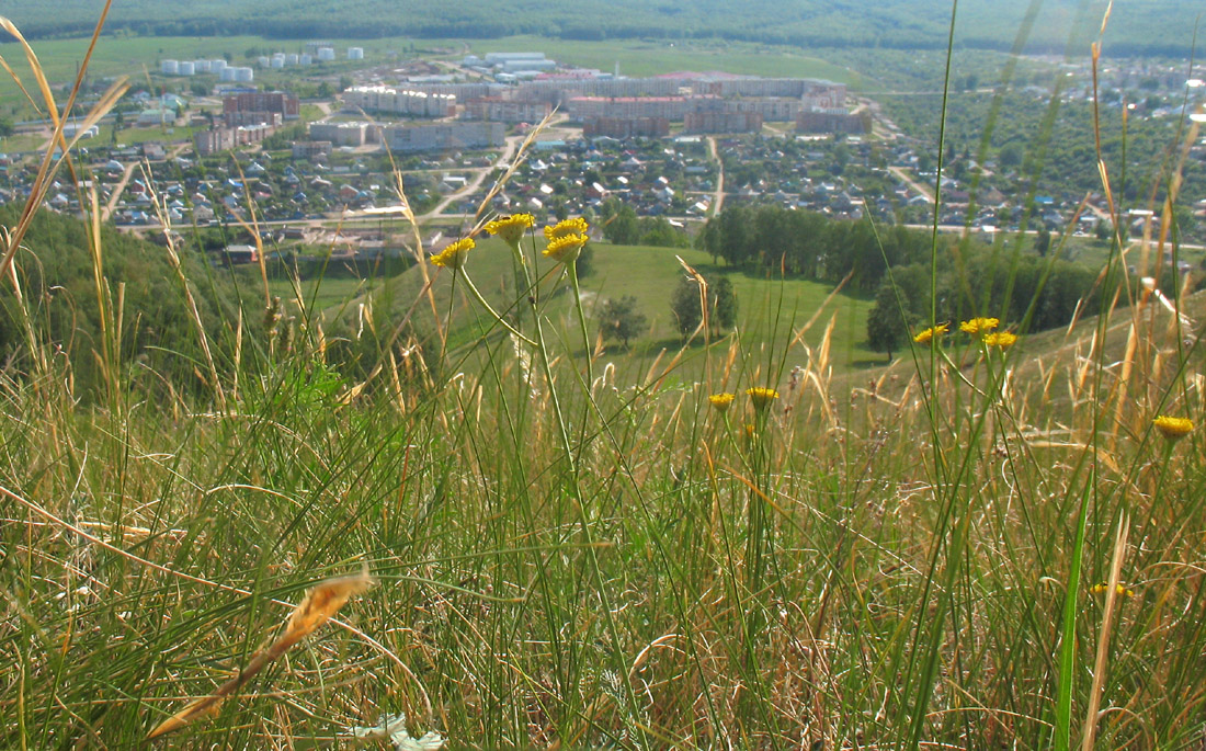 Бавлы, image of landscape/habitat.