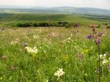 Долгоруковская яйла, image of landscape/habitat.