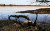 Низовья Косьвы, image of landscape/habitat.