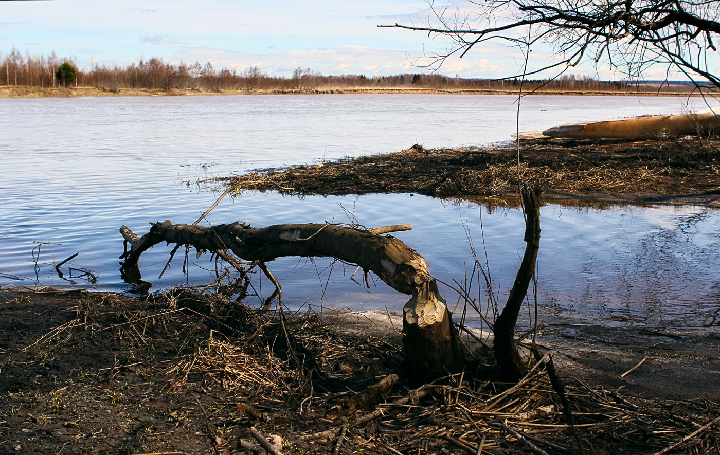 Низовья Косьвы, image of landscape/habitat.