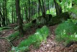 Image of landscape